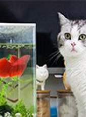 花花與三貓CatLive 2019最新一期線上看_全集完整版高清線上看_好看的綜藝