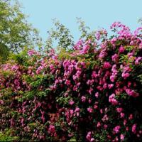 紅薔薇&陳岩圖片照片_紅薔薇&陳岩