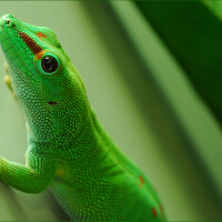 Green圖片照片_Green