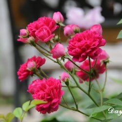 紅薔薇&陳岩圖片照片_紅薔薇&陳岩