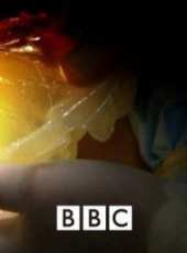 BBC：十大致命生物第二季線上看_全集高清完整版線上看_分集劇情介紹_好看的電視劇