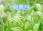 狗尾巴專輯_廖美香狗尾巴最新專輯