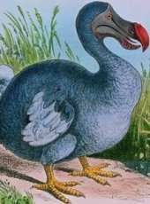 BBC：渡渡鳥生存指南線上看_全集高清完整版線上看_分集劇情介紹_好看的電視劇