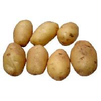 Potito圖片照片_Potito