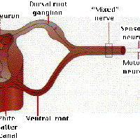 SPINALCORD圖片照片_SPINALCORD