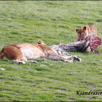 Lions Share圖片照片_Lions Share