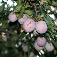 Plum圖片照片_Plum