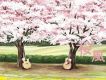 桜風