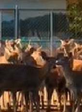 卡酷動物園 2020最新一期線上看_全集完整版高清線上看_好看的綜藝