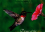 Dance of the Hummingbird專輯_Dan Gibson's SolDance of the Hummingbird最新專輯