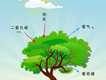光合作用圖片照片