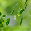 桑葚上的猴子歌曲歌詞大全_桑葚上的猴子最新歌曲歌詞