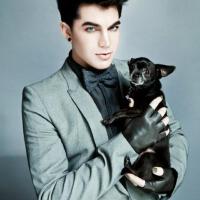 Adam Lambert David C圖片照片_Adam Lambert David C
