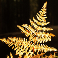 goldEN圖片照片_goldEN