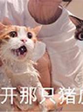 花花與三貓最新一期線上看_全集完整版高清線上看_好看的綜藝