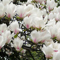 Magnolia圖片照片_Magnolia
