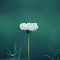 Wallpaper.圖片照片_Wallpaper.