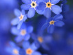Blue圖片照片_Blue