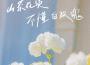 山茶花讀不懂白玫瑰 (吉他版)專輯_柯柯柯啊山茶花讀不懂白玫瑰 (吉他版)最新專輯