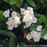 Hawthorn圖片照片_Hawthorn