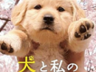 日本電影狗狗與我的十個約定歌曲歌詞大全_日本電影狗狗與我的十個約定最新歌曲歌詞