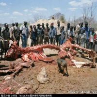 獵殺圖片照片_獵殺