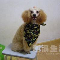 朱小丁圖片照片_朱小丁