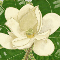 Magnolia圖片照片_Magnolia