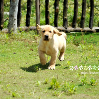 Labrador圖片照片_Labrador