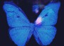 Loading Butterfly-The Mixtape Vol.2專輯_Rich DragonLoading Butterfly-The Mixtape Vol.2最新專輯