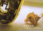 李小春最新歌曲_最熱專輯MV_圖片照片