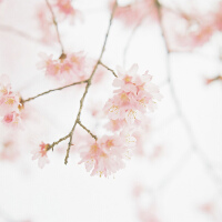 霧裡看花圖片照片_霧裡看花