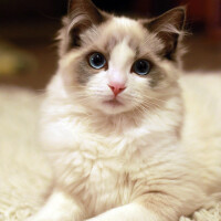 Ragdoll圖片照片_Ragdoll