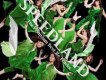 Speed歌曲歌詞大全_Speed最新歌曲歌詞