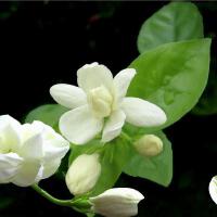 茉莉圖片照片_茉莉