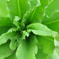 綠綠圖片照片_綠綠