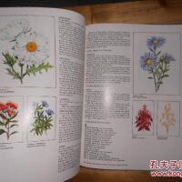 Annuals圖片照片_Annuals