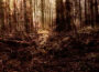 To the non-existing shades...專輯_EpitimiaTo the non-existing shades...最新專輯