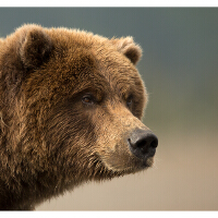 grizzly bear圖片照片_grizzly bear