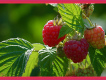 Berry圖片照片