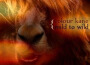 Mild To Wild專輯_Colour KaneMild To Wild最新專輯
