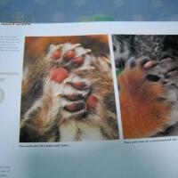 Track A Tiger圖片照片_Track A Tiger