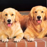 Labrador圖片照片_Labrador