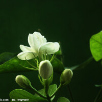茉莉圖片照片_茉莉