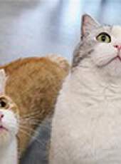 花花與三貓CatLive 2019最新一期線上看_全集完整版高清線上看_好看的綜藝