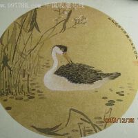 蔡維圖片照片_蔡維