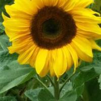 Garden Of Delight圖片照片_Garden Of Delight