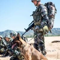 神犬奇兵圖片照片_神犬奇兵
