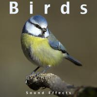 Sound Effects Inc.圖片照片_照片寫真