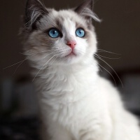 Ragdoll圖片照片_Ragdoll